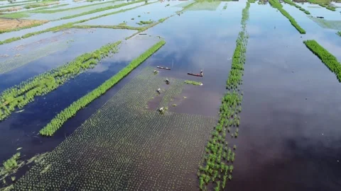Farmers planting rice in the fields during very hot weather Stock Footage 311903599