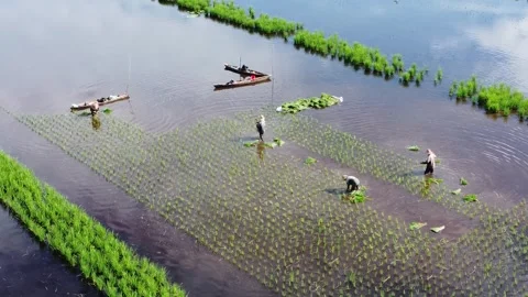 Farmers planting rice in the fields during very hot weather Stock Footage 311903646