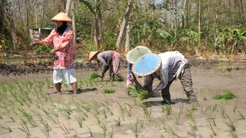 Farmers planting rice with traditional process agriculture in Indonesia. 4K Stock Footage