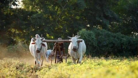 Farmers plowing field Stock Footage