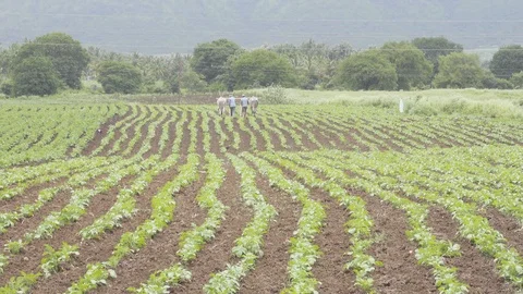 Farmers plowing land traditionally using bulls in India Stock Footage 93883806