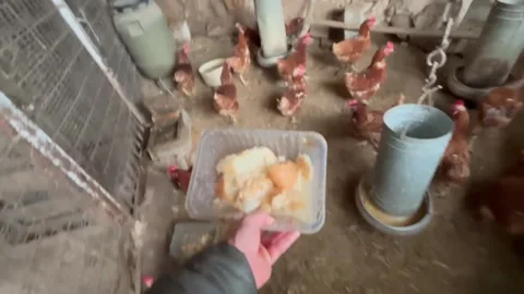 Farmer's point of view feeding chickens in a coop Stock Footage 320856484