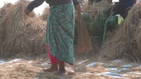 Farmers Processing Straw Stock Footage 335207151