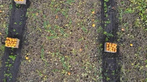 Farmers with pumpkin on a pumpkins field, harvesting Stock Footage 231307953