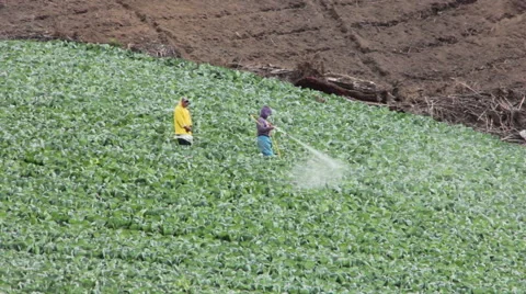 Farmers in Punta Cerro Panama Spraying Crops 1 스톡 동영상 59572784