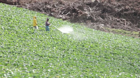 Farmers in Punta Cerro Panama Spraying Crops 2 스톡 동영상 59572788