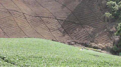 Farmers in Punta Cerro Panama Spraying Crops Stock Footage 59572956
