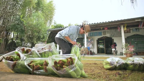 Farmers put corn in plastic bag to sell.	 Stock Footage 224359995