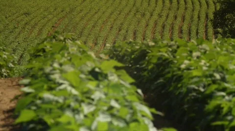 Farmers row 2 Stock Footage 874862