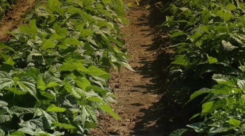 Farmers Row Stock Footage 874859