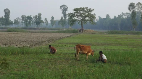 Farmers in rural Bangladesh harvest a failed rice crop Stock Footage