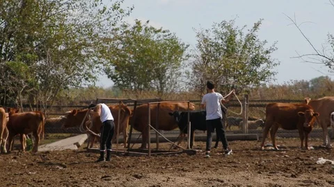 Farmer's sons catch cows using lasso rope in paddock with cows and bulls Stock Footage 124315670