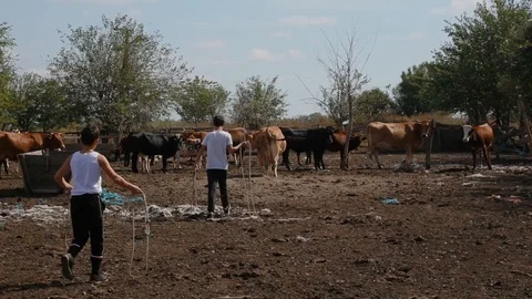 Farmer's sons catch cows using lasso rope in paddock with cows and bulls Stock Footage 124315678