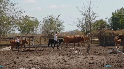 Farmer's sons catch cows using lasso rope in paddock with cows and bulls Stock Footage 124315706