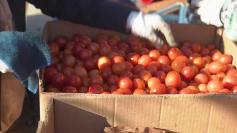 Farmers sort the crop of tomatoes into boxes. close-up. Video stock 221710828