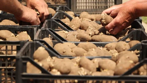 Farmers sort potatoes and put them in boxes Stock Footage 110284813