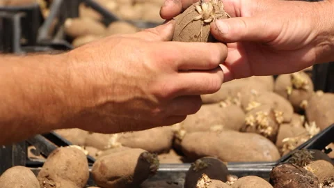 Farmers sort potatoes and put them in boxes Stock Footage 110692410