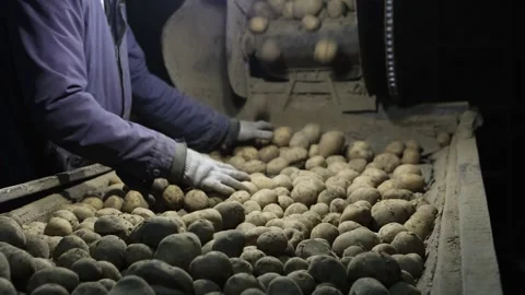 Farmers sort potatoes before packaging at small vegetable farm. Stock Footage 244809795