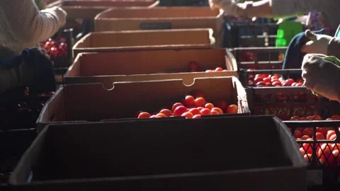 Farmers sort red tomatoes by quality into boxes. Stock Footage 221711279