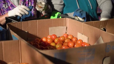Farmers sort red tomatoes by quality into boxes. agribusiness Stock Footage 221711285