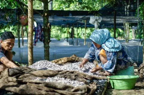 Farmers Sorting Cocoa Beans Drying Process Agricultural Work Stock Photos