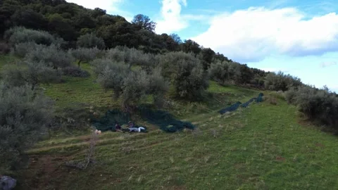 Farmers Sorting Olives on Harvest Nets in Rural Mediterranean Field Stock Footage 343994684
