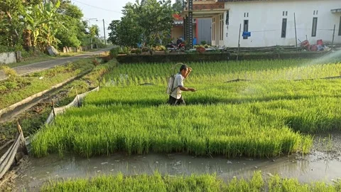 FARMERS SPRAY RICE Stock Footage 238573807