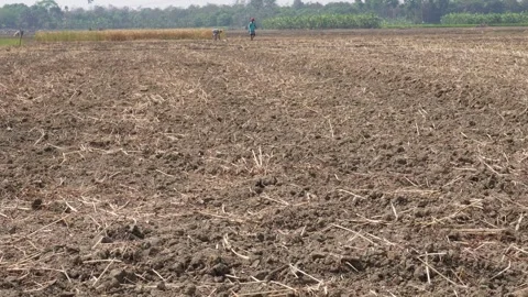 Farmers spreading seeds Video stock 333988548