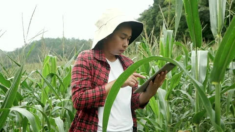 Farmers standing in corn field with digital tablet in hands and examining crop. Stock Footage 139025699