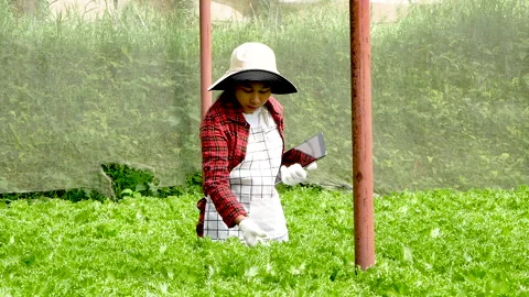 Farmers with a tablet in her hand checking quality of lettuce in the greenhouse. Video stock 145407360