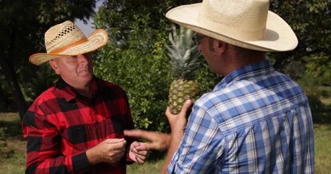 Farmers Talking Checking Pineapple Fruit Cultivation Plantation Farm Team Work 스톡 동영상 55345047