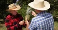 Farmers Talking Checking Pineapple Fruit Cultivation Plantation Farm Team Work 4k or 4k+ Resolution