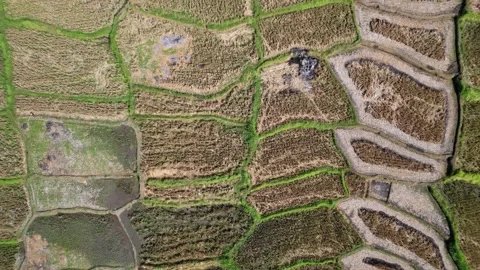 Farmers use different methods to harvest rice fields, top-down aerial shot Stock Footage 201172400