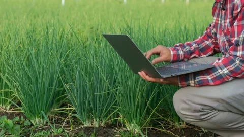 Farmers use laptop computer to collect data on the growth of spring onions Stock Footage 147442989