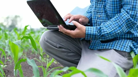 Farmers use laptop computer to record the growth of corn plants in the field Stock Footage 132104450