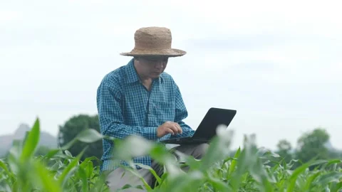 Farmers use laptop computer to record the growth of corn plants Stock Footage 132507810