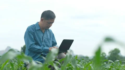 Farmers use laptop computer to record the growth of corn plants in the field Stock Footage 133165970