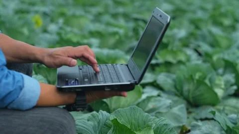 Farmers use laptop computer to record the growth of cabbage plants. Stock Footage 142510608