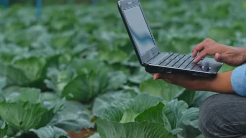 Farmers use laptop computer to record the growth of cabbage plants in the field Stock Footage 142510900