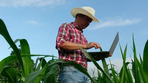 Farmers use laptop computer to record the growth of corn plants in the field Stock Footage 155156919