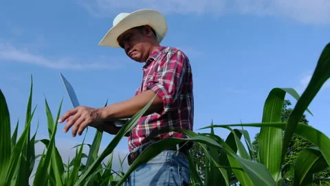 Farmers use laptop computer to record the growth of corn plants in the field Stock Footage 155156998