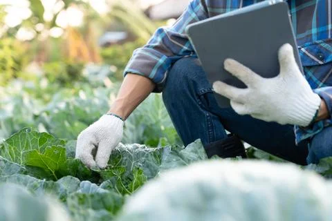 Farmers use the main data network in the internet, agricultural technology,.. Stock Photos