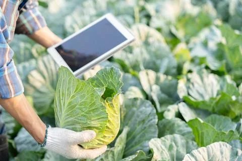 Farmers use the main data network in the internet, agricultural technology,.. 库存照片