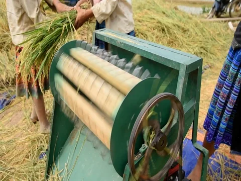 Farmers use a mechanical thresher to remove grains from the panicle Stock Footage 77491312