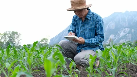 Farmers use notebook to record the growth of corn plants in the field Stock Footage 133165976