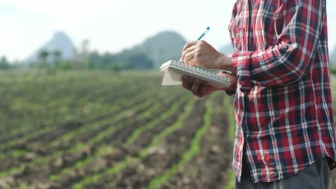 Farmers use notebook to record the growth of corn plants in the field Stock Footage 138444068