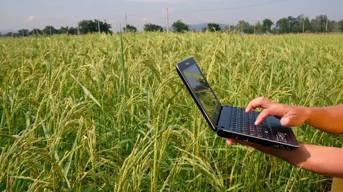 Farmers use notebooks computer in rice fields. Stock Footage 119695104