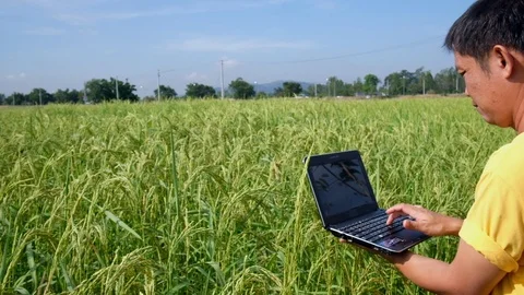 Farmers use notebooks computer in rice fields. Stock Footage 119909421