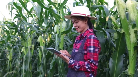 Farmers use smartphones to record data in corn fields. Report results in ag.. Stock Footage 336934731