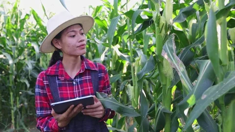 Farmers use smartphones to record data in corn fields. Report results in ag.. Stock Footage 336934737